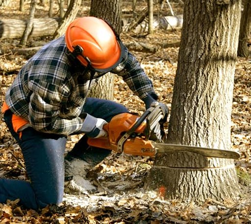 Tree Removal in Shannock, RI